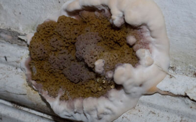 Könnyező házigomba – Amikor az álomház rémálommá válik