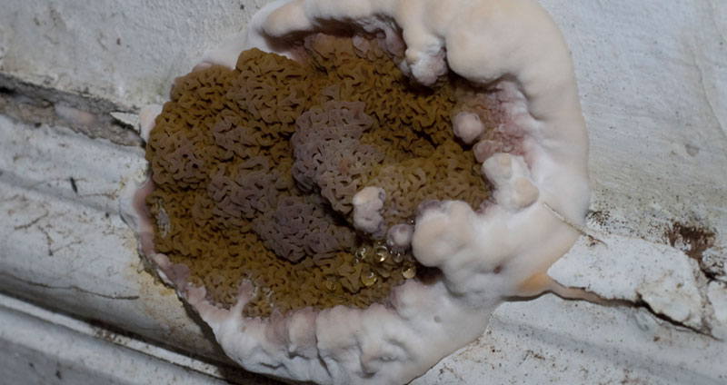 könnyező házigomba