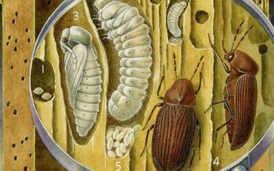 Kártevők a lakásban: Hogyan védd meg otthonod a farontó rovaroktól?