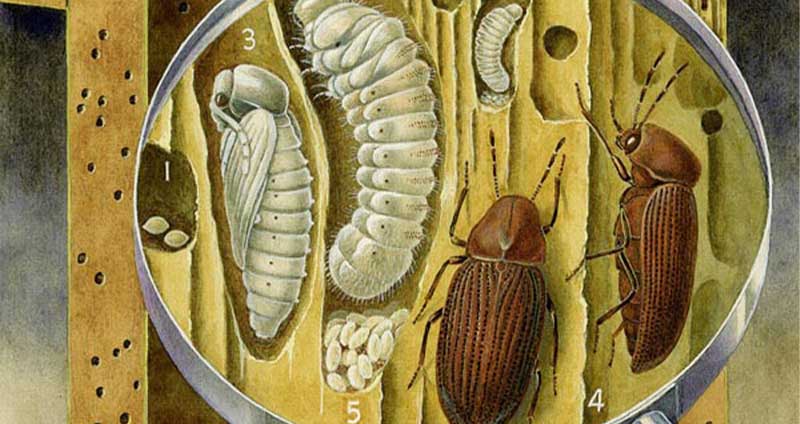 kártevők a lakásban